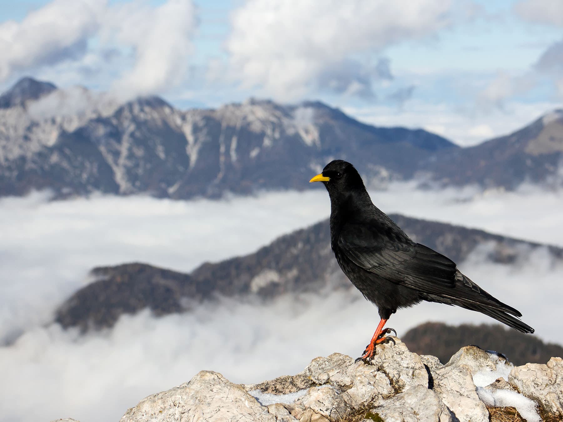 Alpine chough in mountains