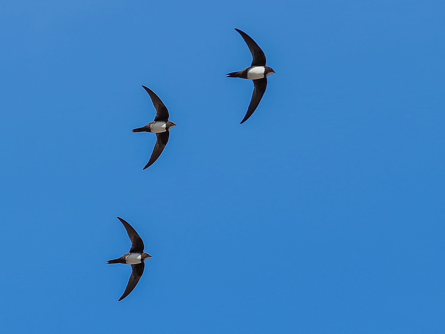 Three Alpine Swifts in flight together