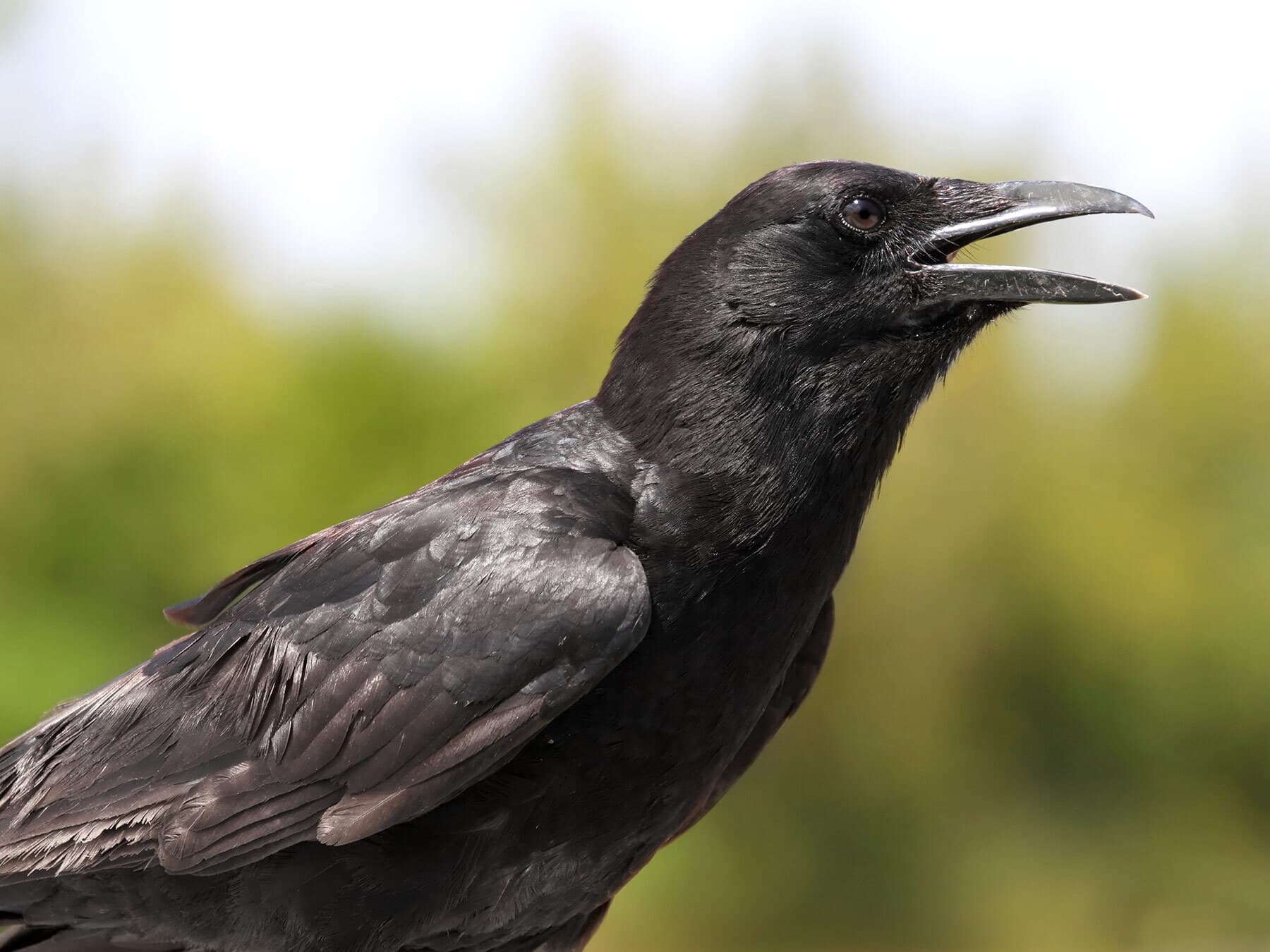 American crow close up