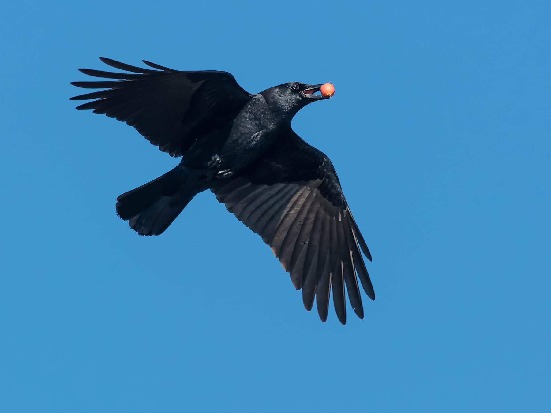 An American Crow in flight with a red fruit in its bill