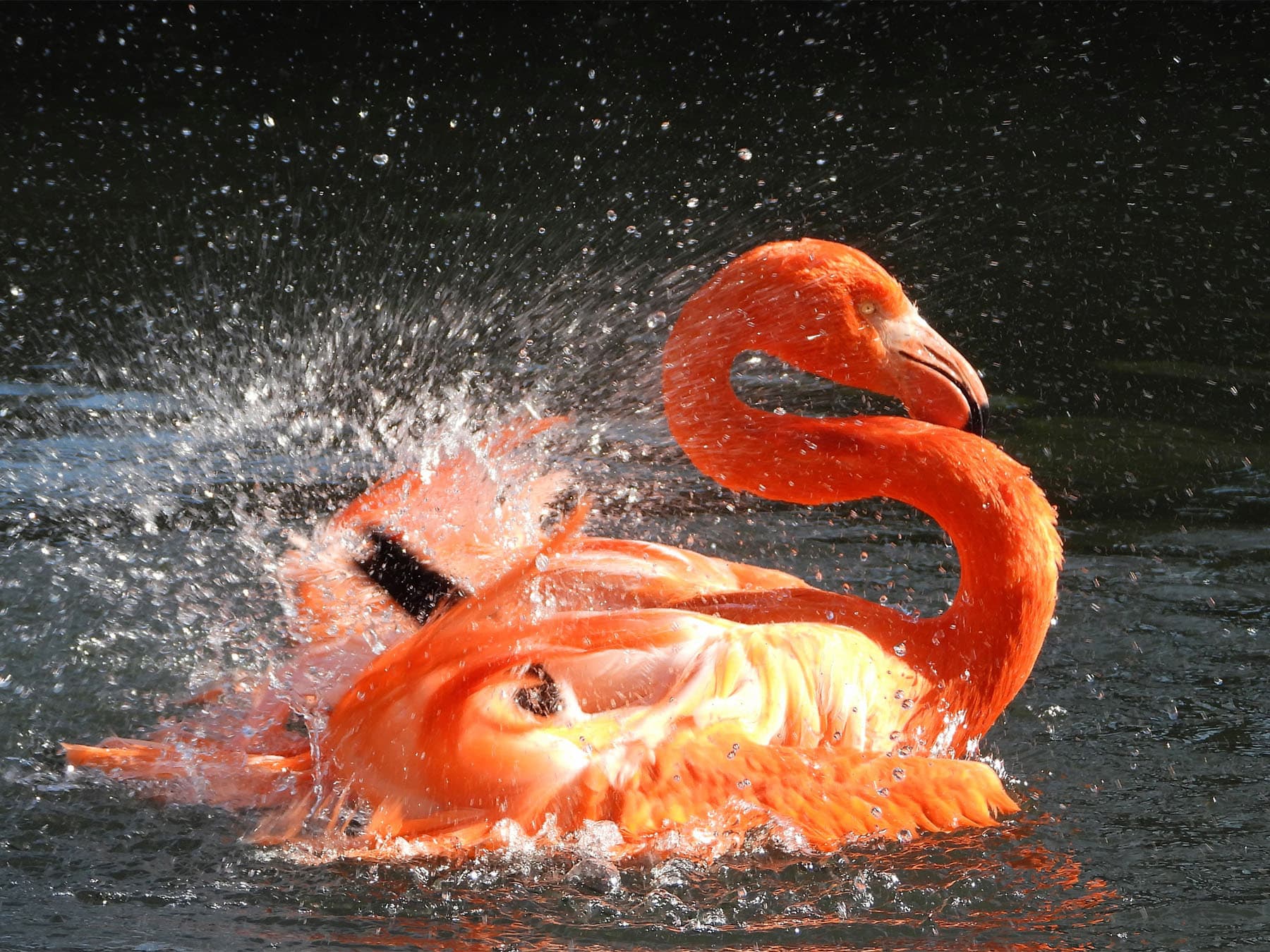 American flamingo bathing