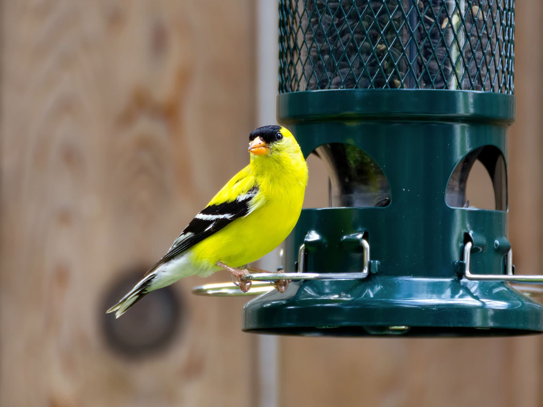 American goldfinch at feeder