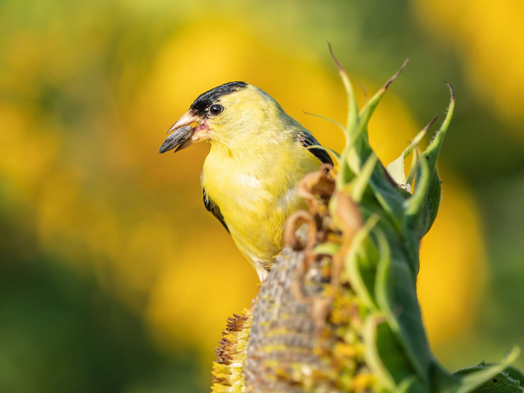 American goldfinch eating seeds
