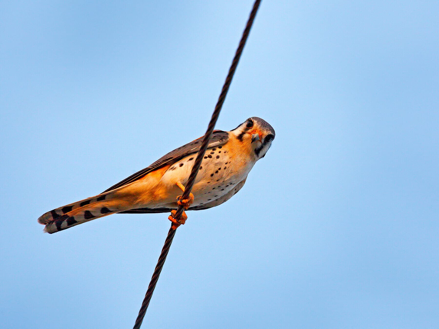 American kestrel on power line