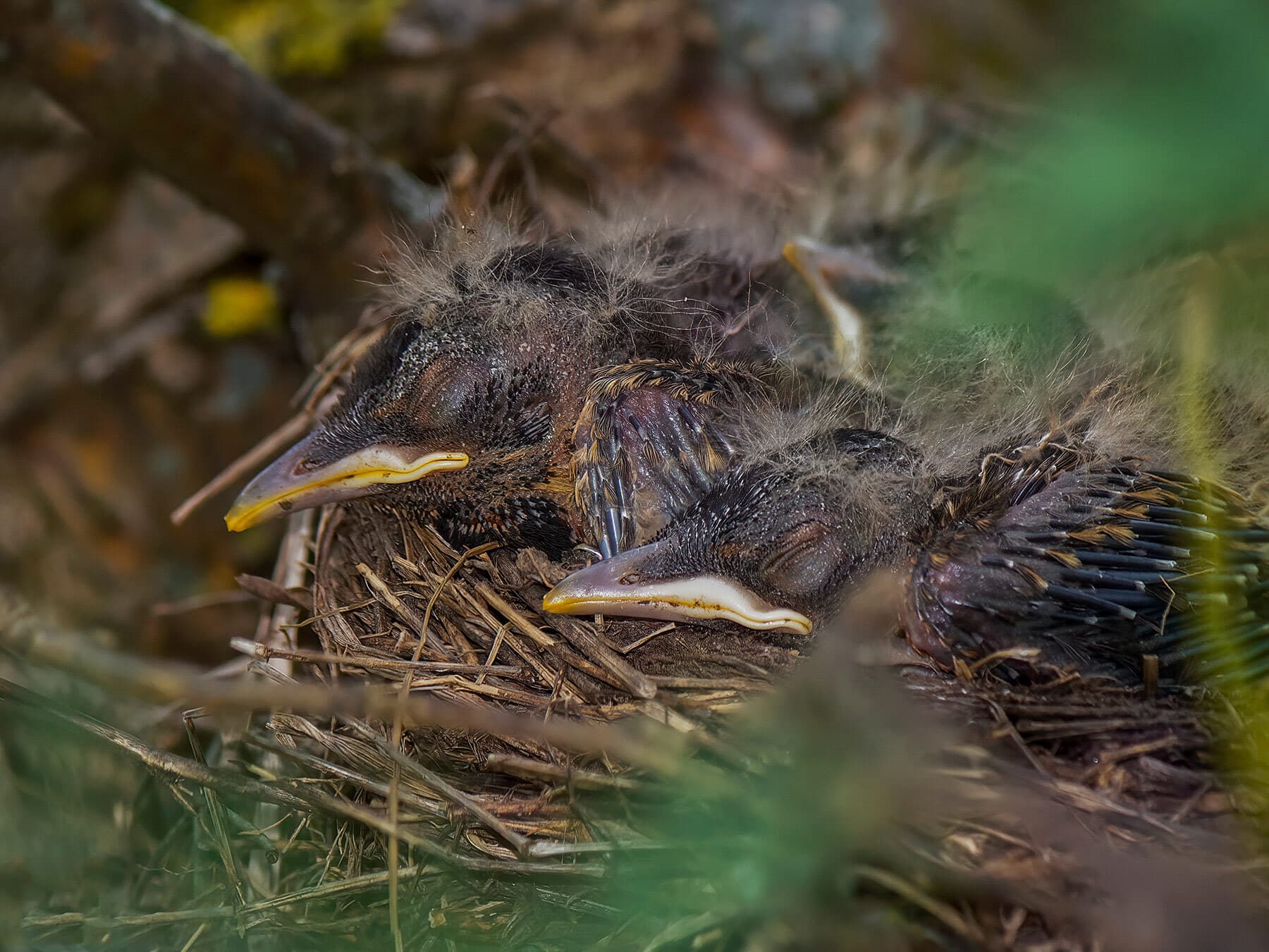 American robin chicks sleeping