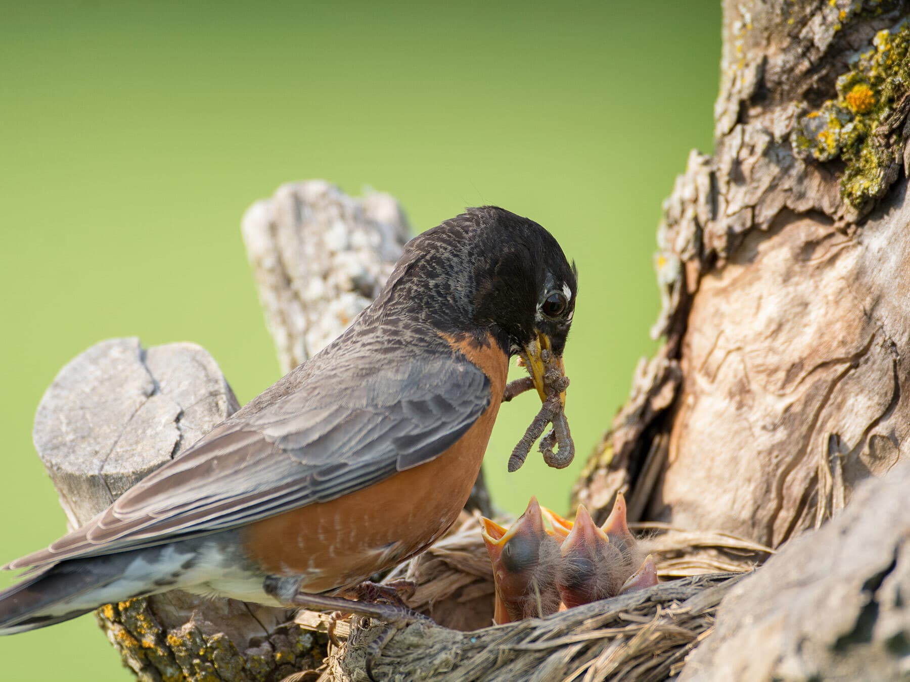 American robin feeding chicks