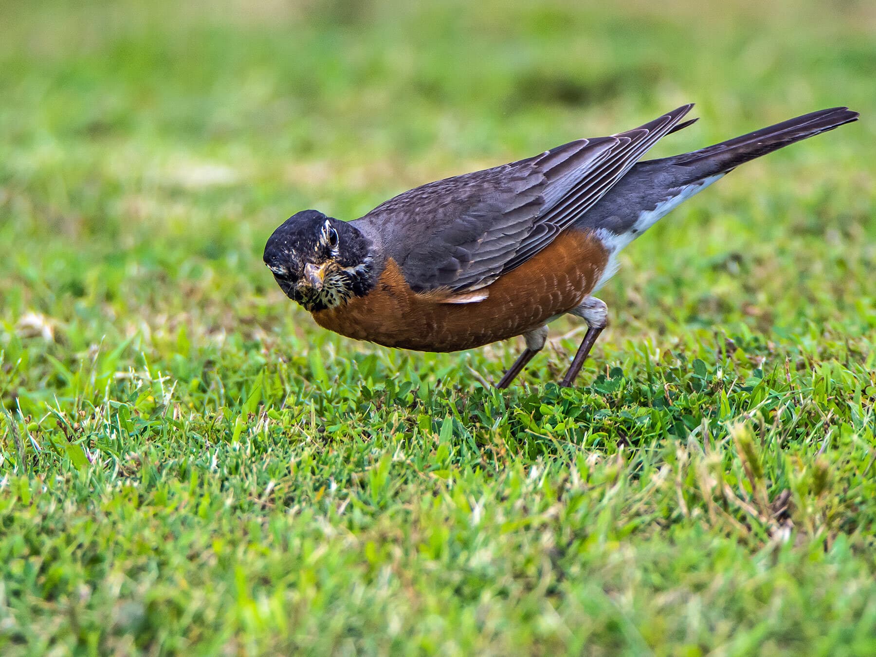 American robin listening worms