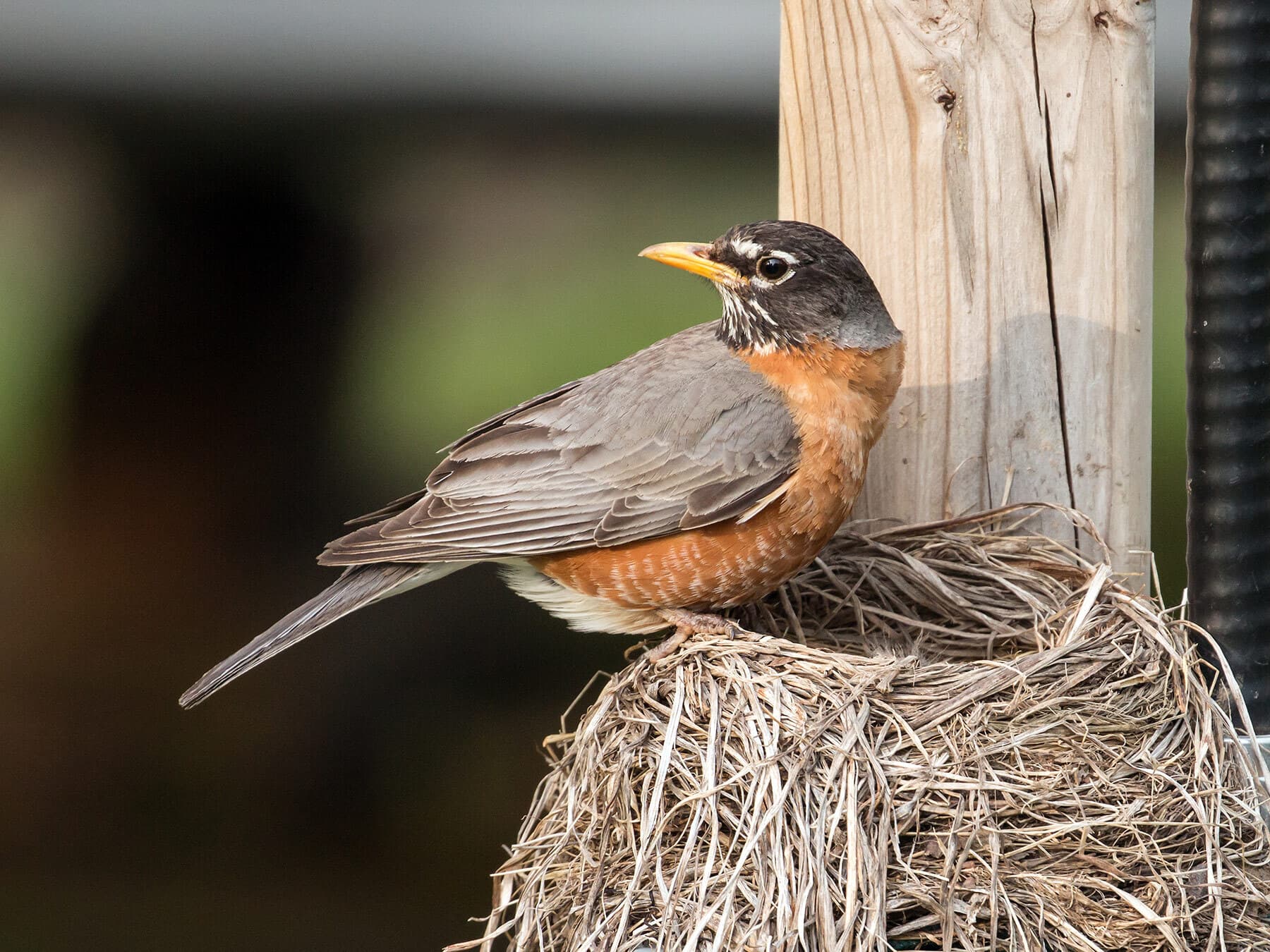 American robin on nest