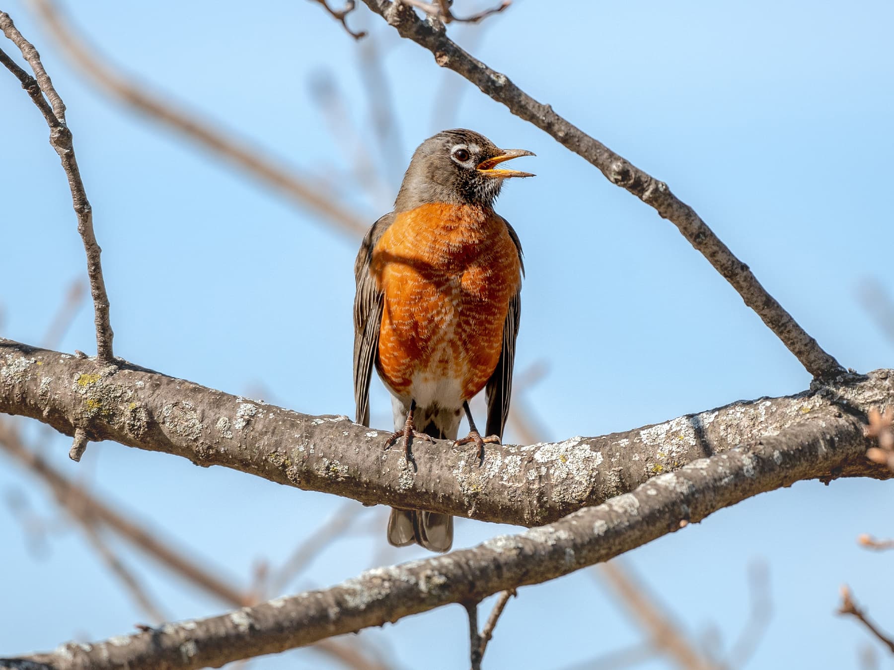 American robin perching in tree singing