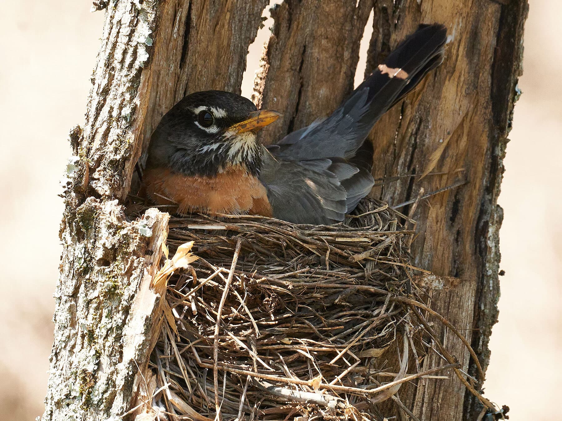 American robin sat on nest