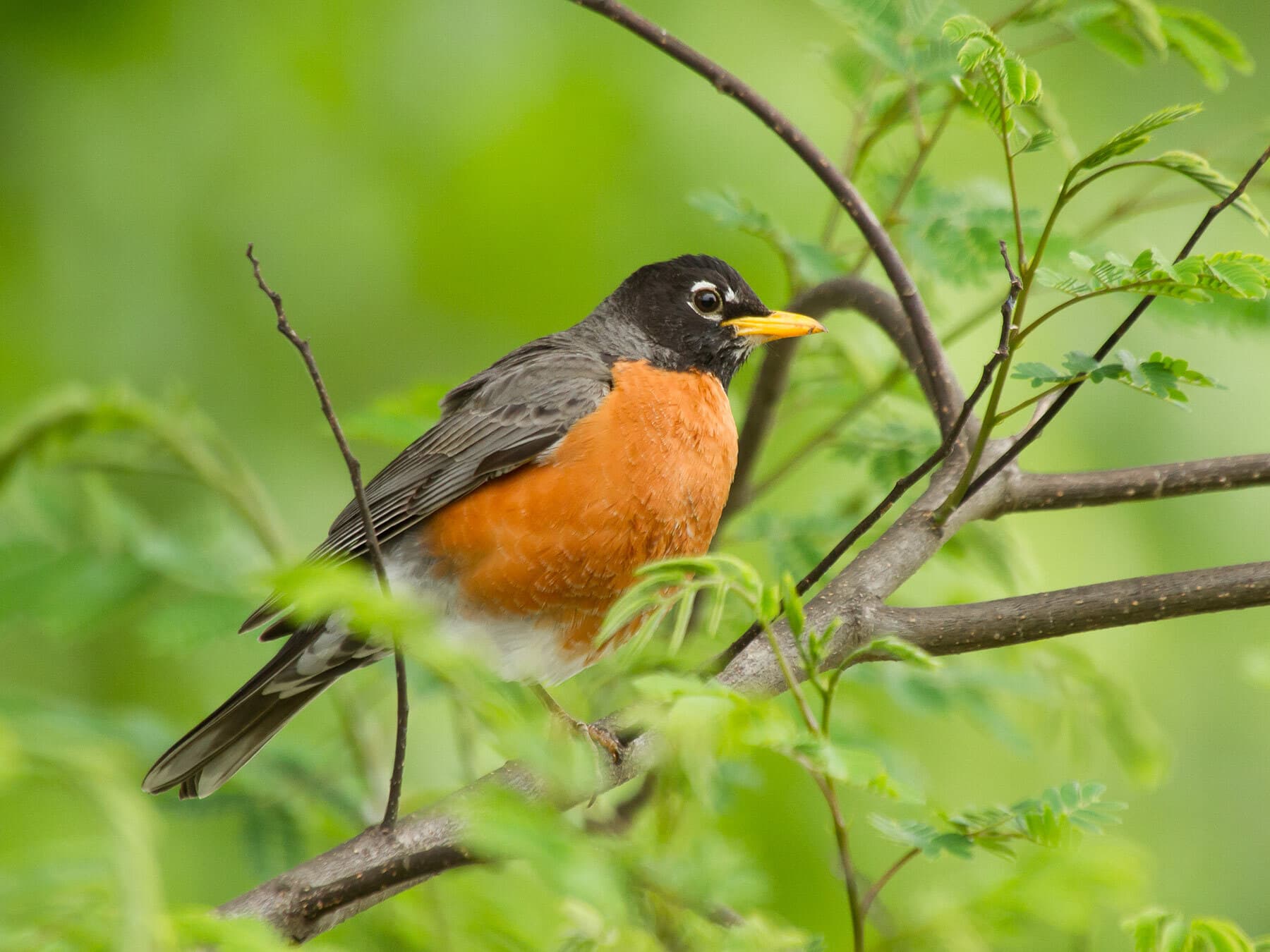 American robin