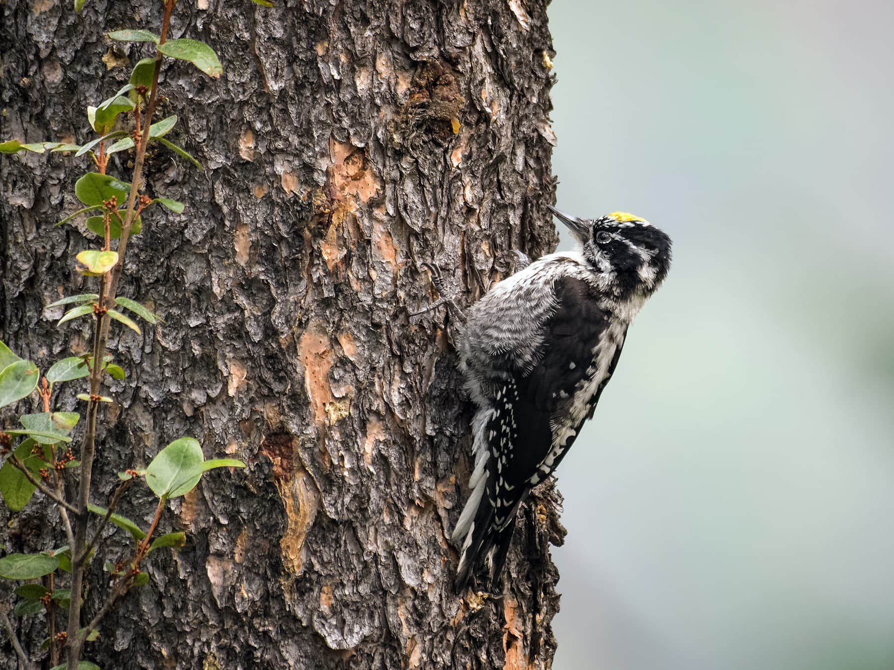 American three-toed woodpecker foraging on a tree trunk in natural habitat