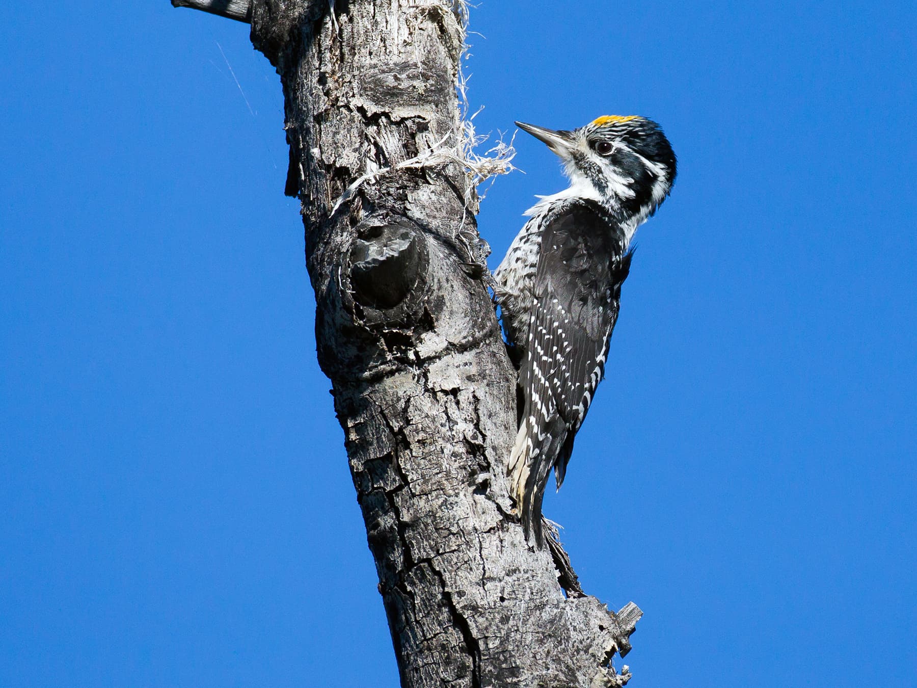 American Three-toed Woodpecker