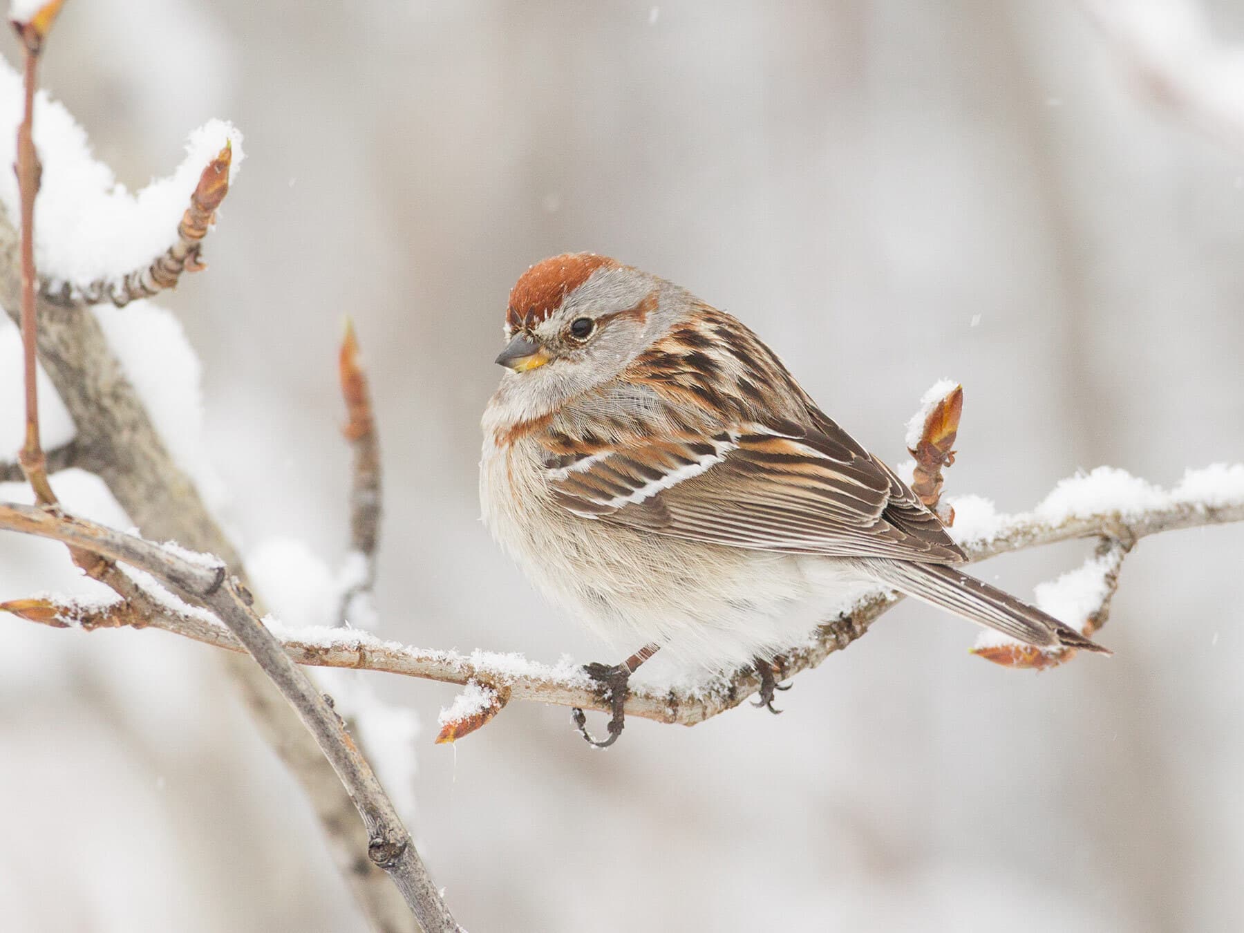 American tree sparrow