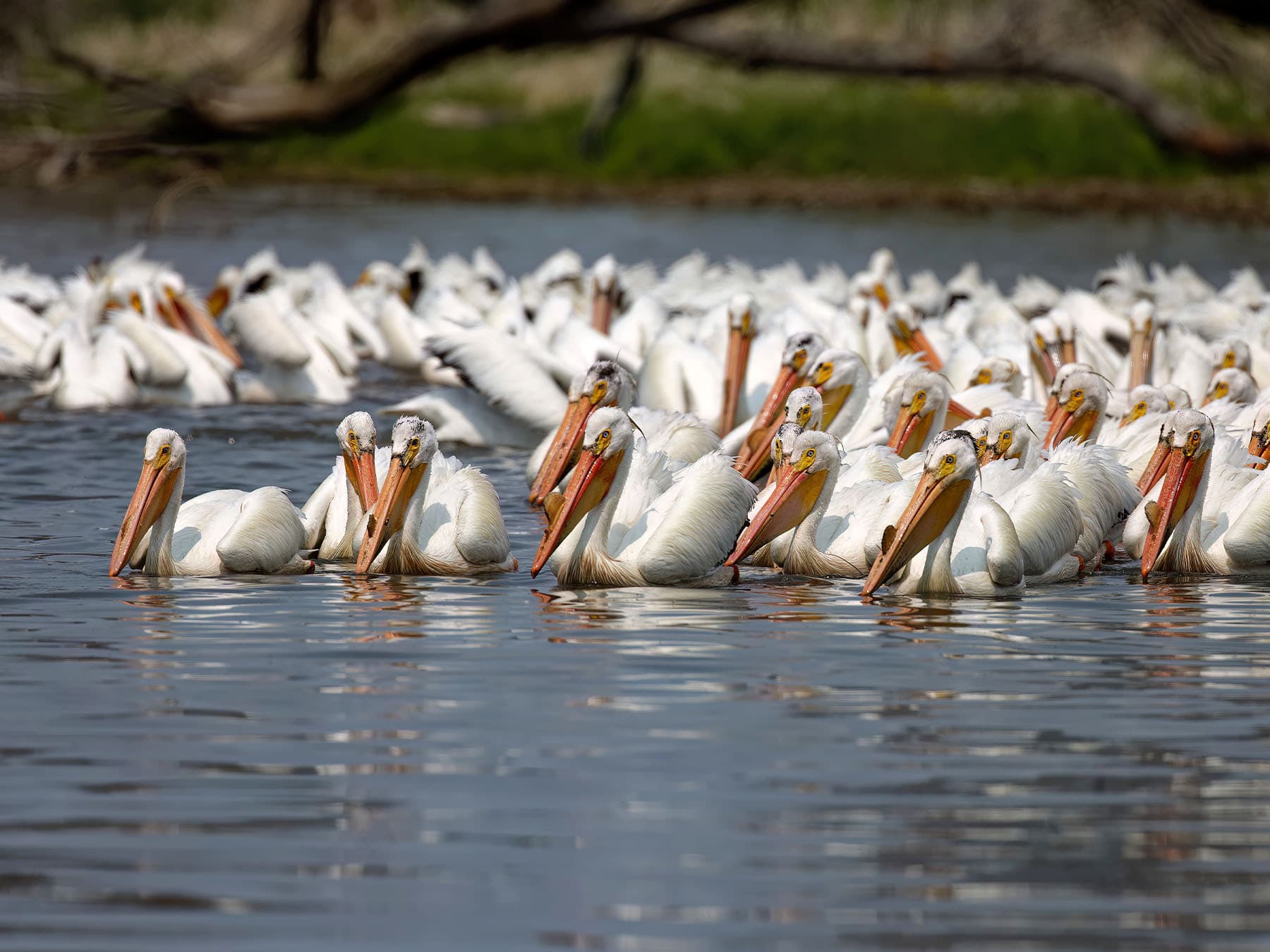 American white pelicans fishing together