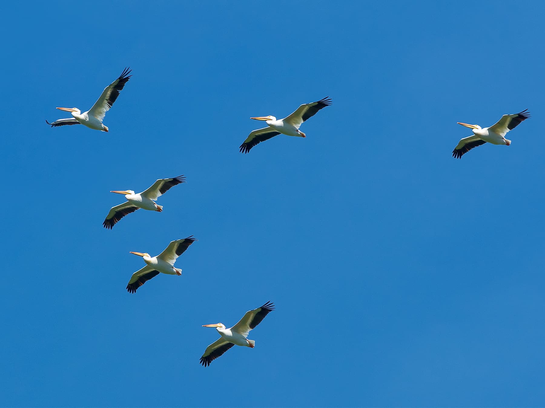 American white pelicans flying v shape formation