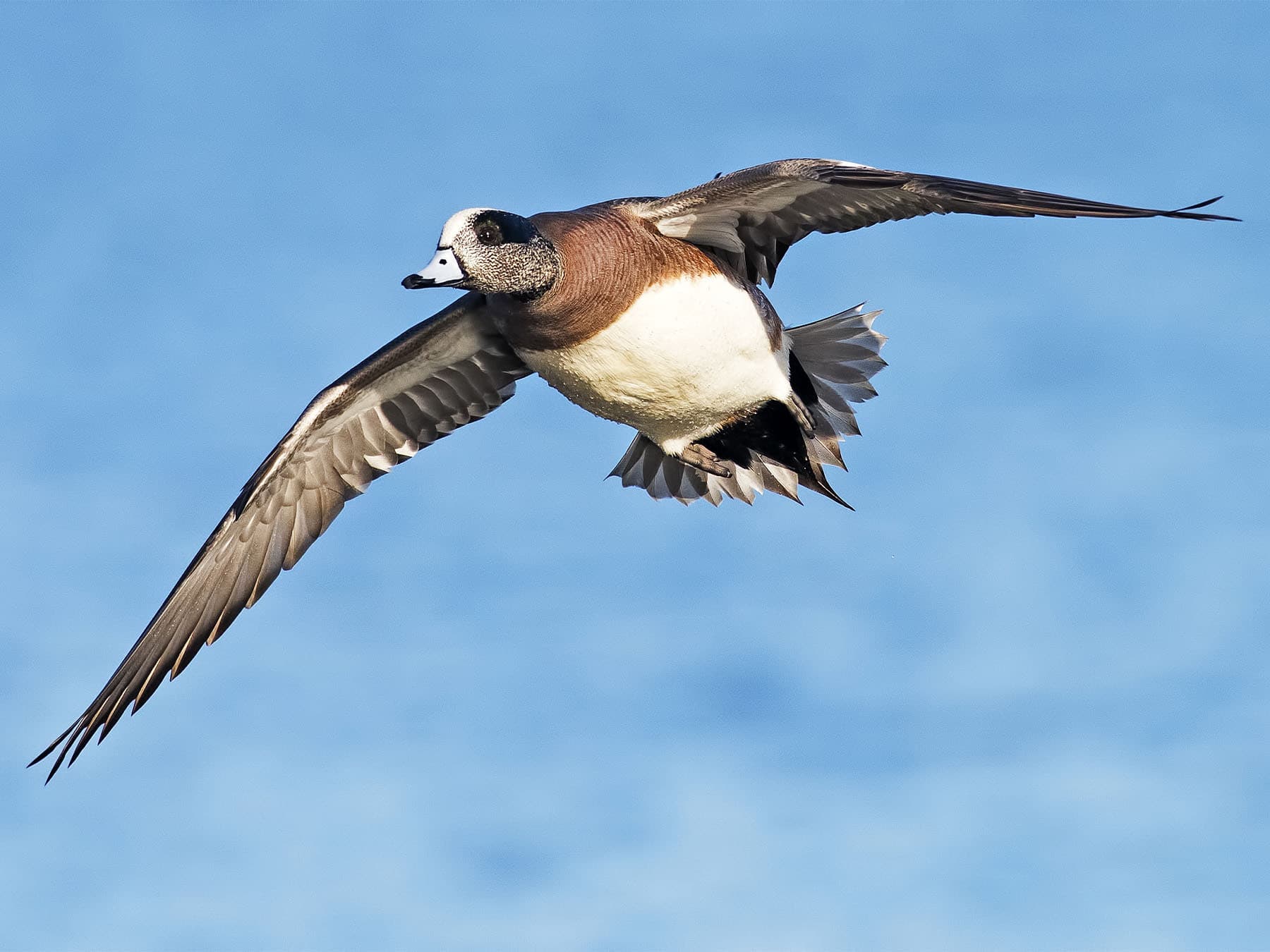 American wigeon in flight