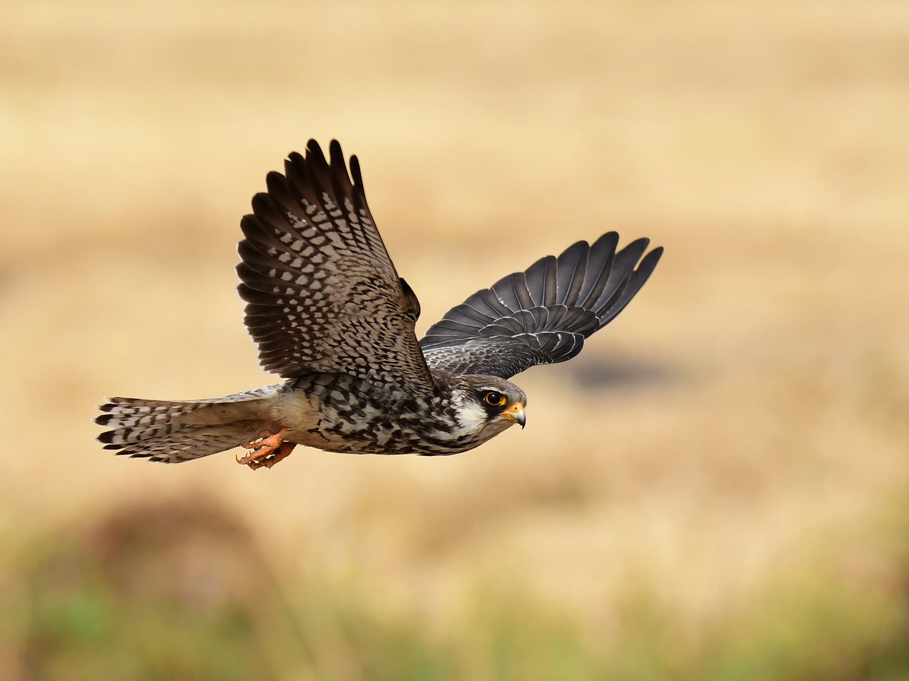 Amur falcon in flight