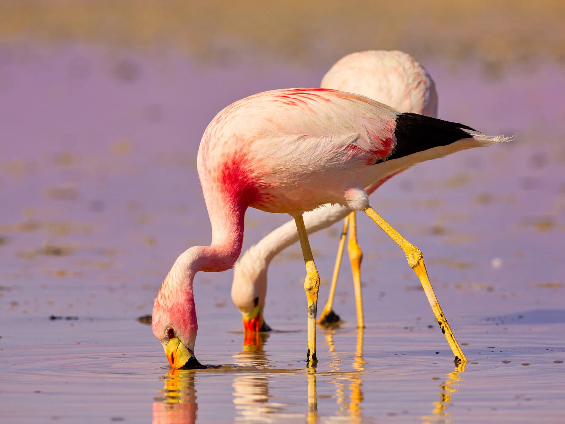 Andean flamingos eating