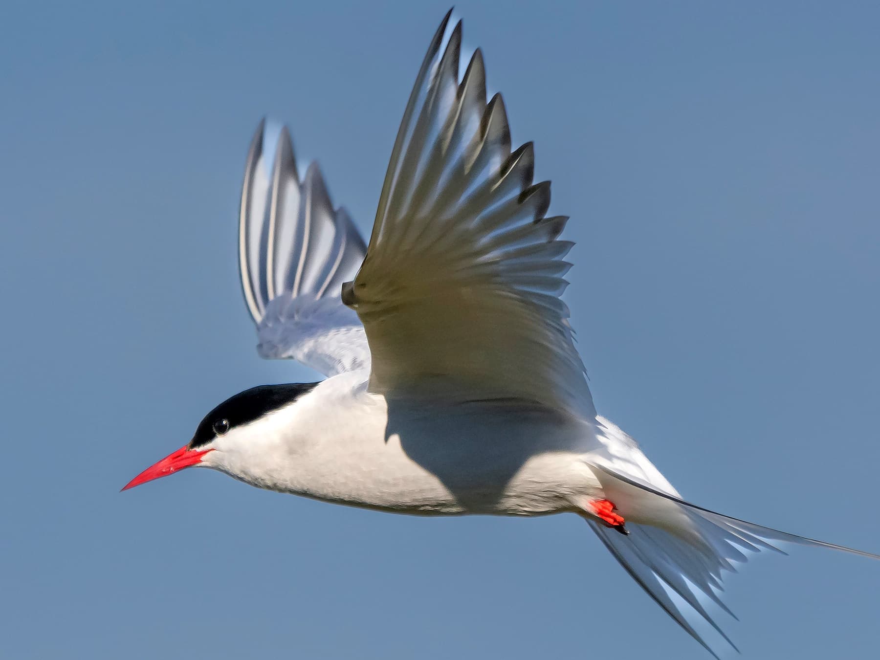 Arctic Tern in-flight over natural habitat