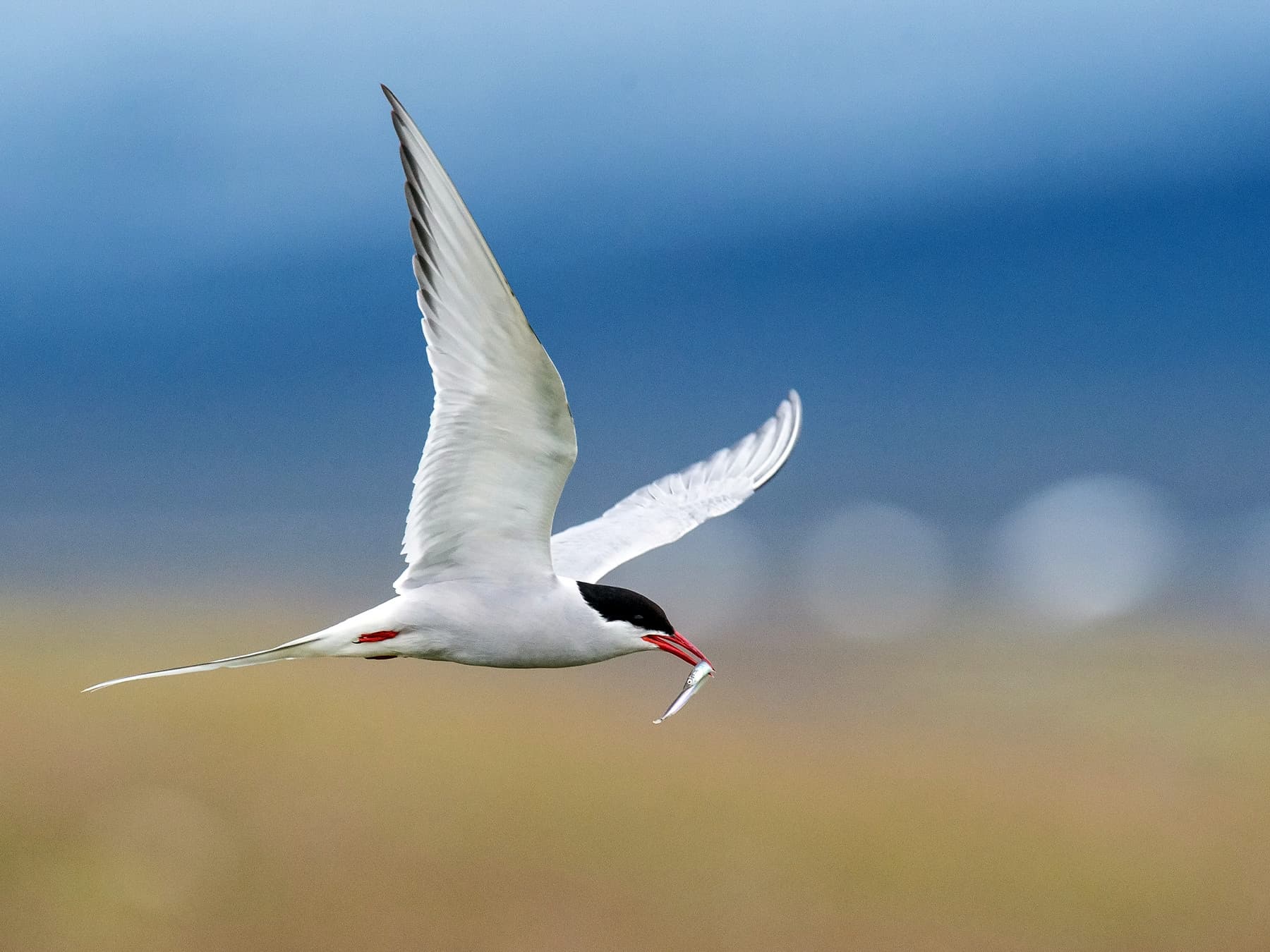 Arctic tern in flight with fish in its beak