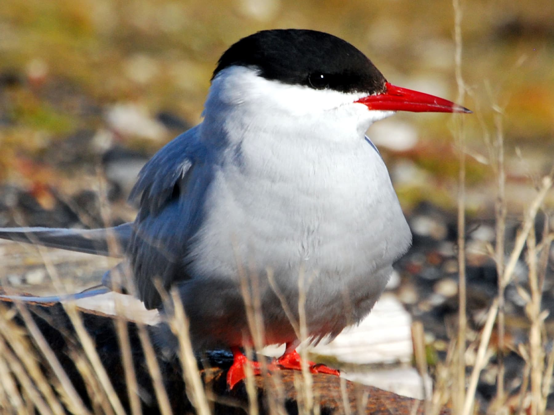 Arctic Tern resting in the tundra