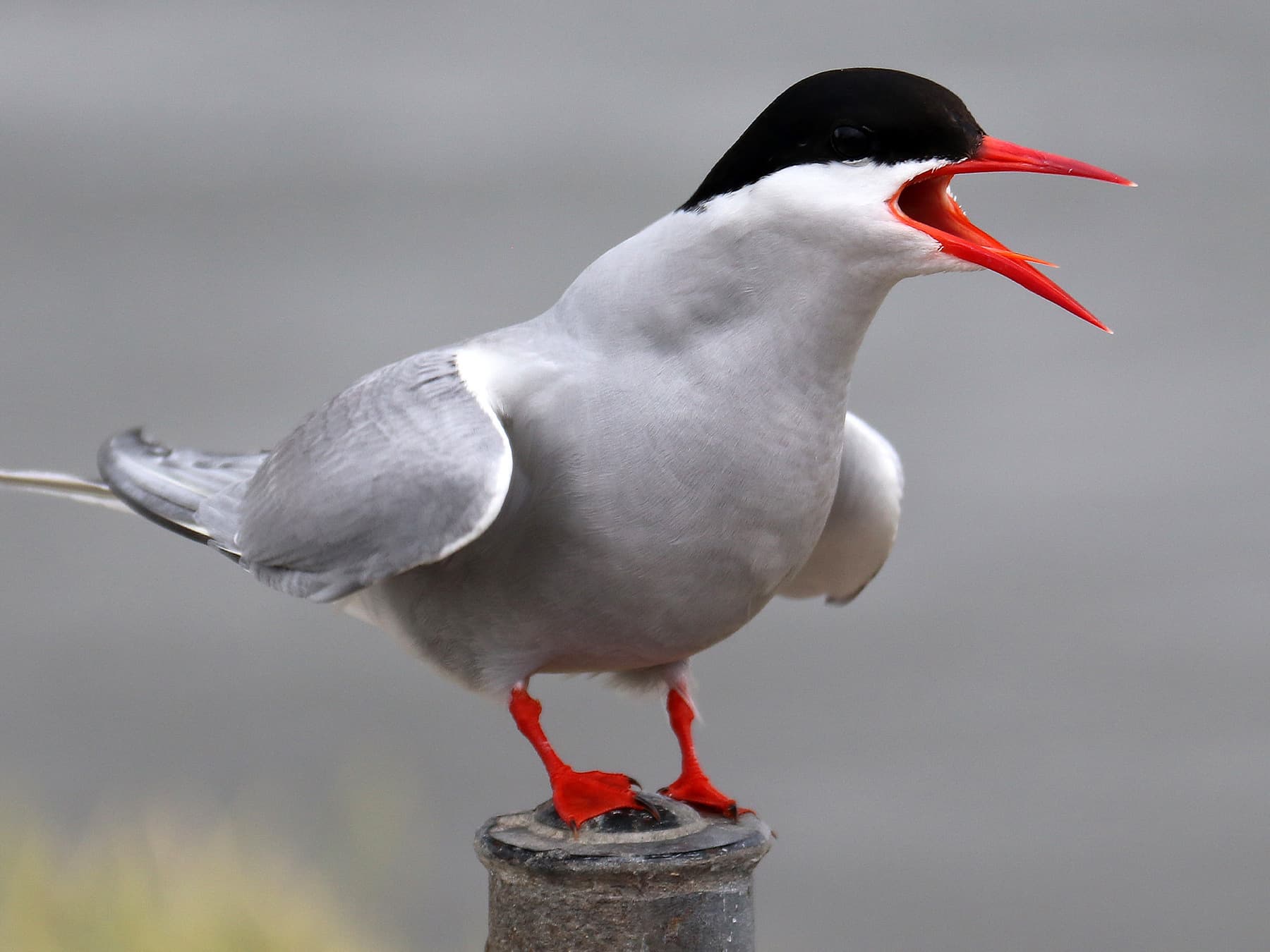 Arctic Tern standing on post screaming out
