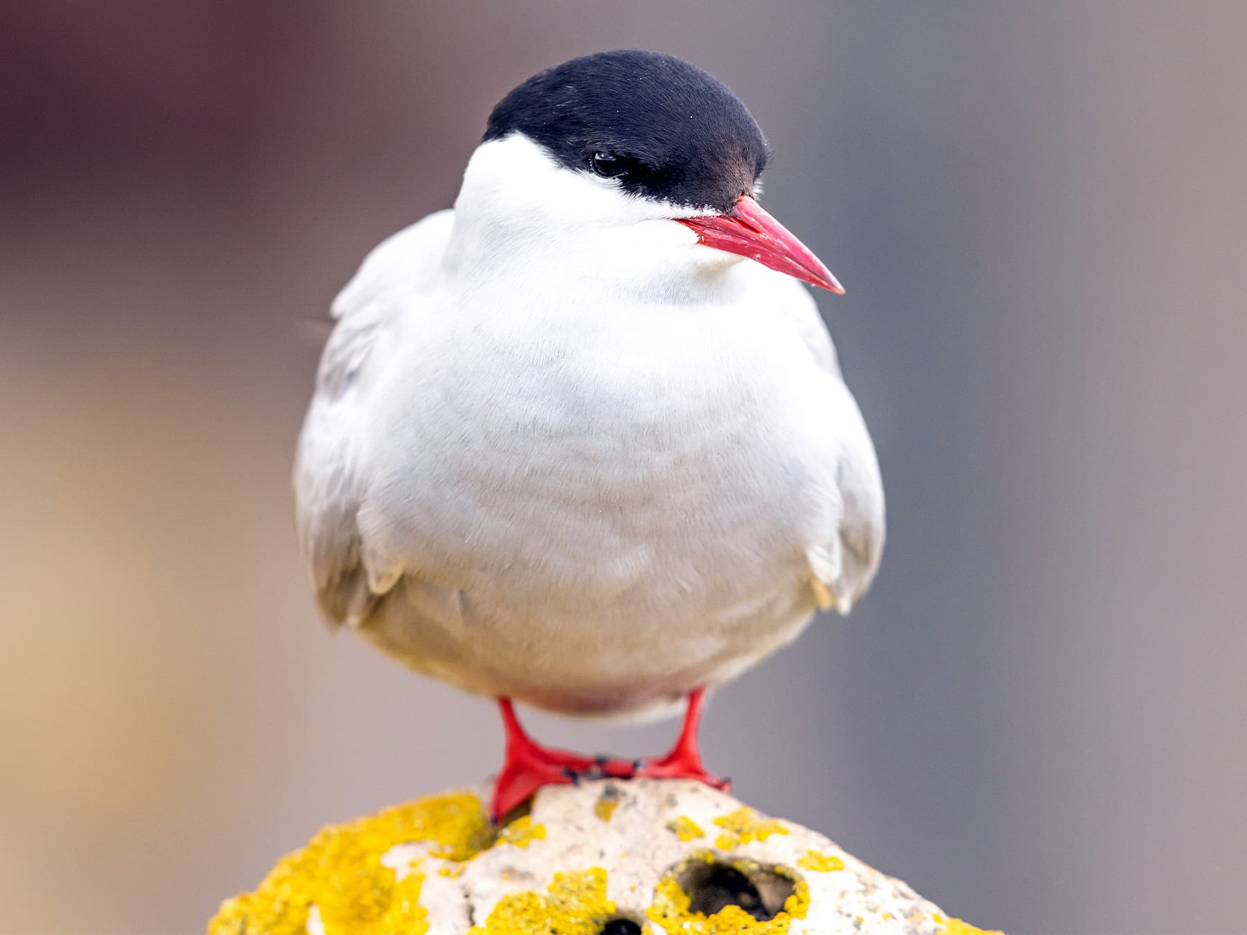 Arctic Tern resting on top of a rock