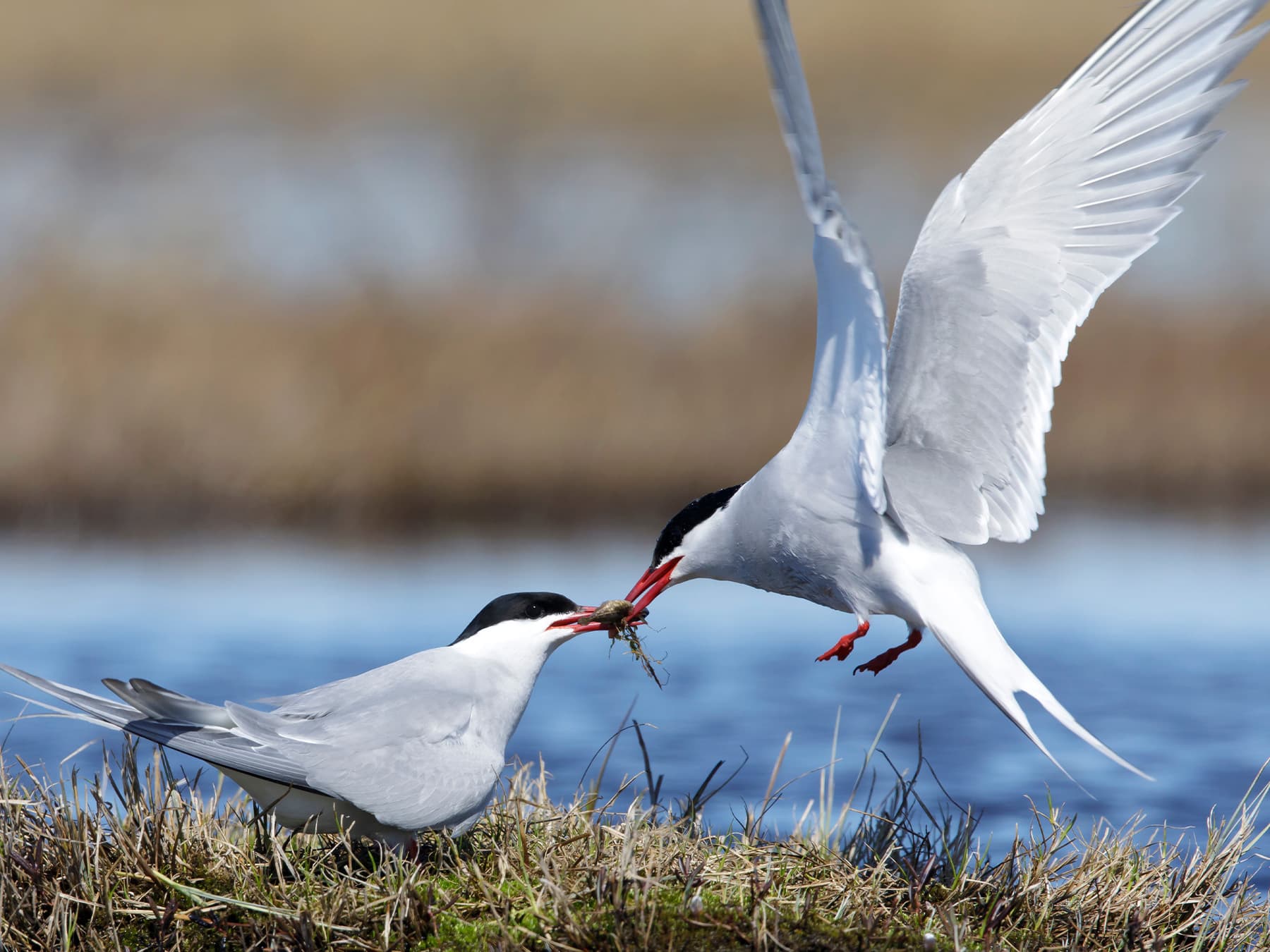 Pair of Arctic Terns near to the sea