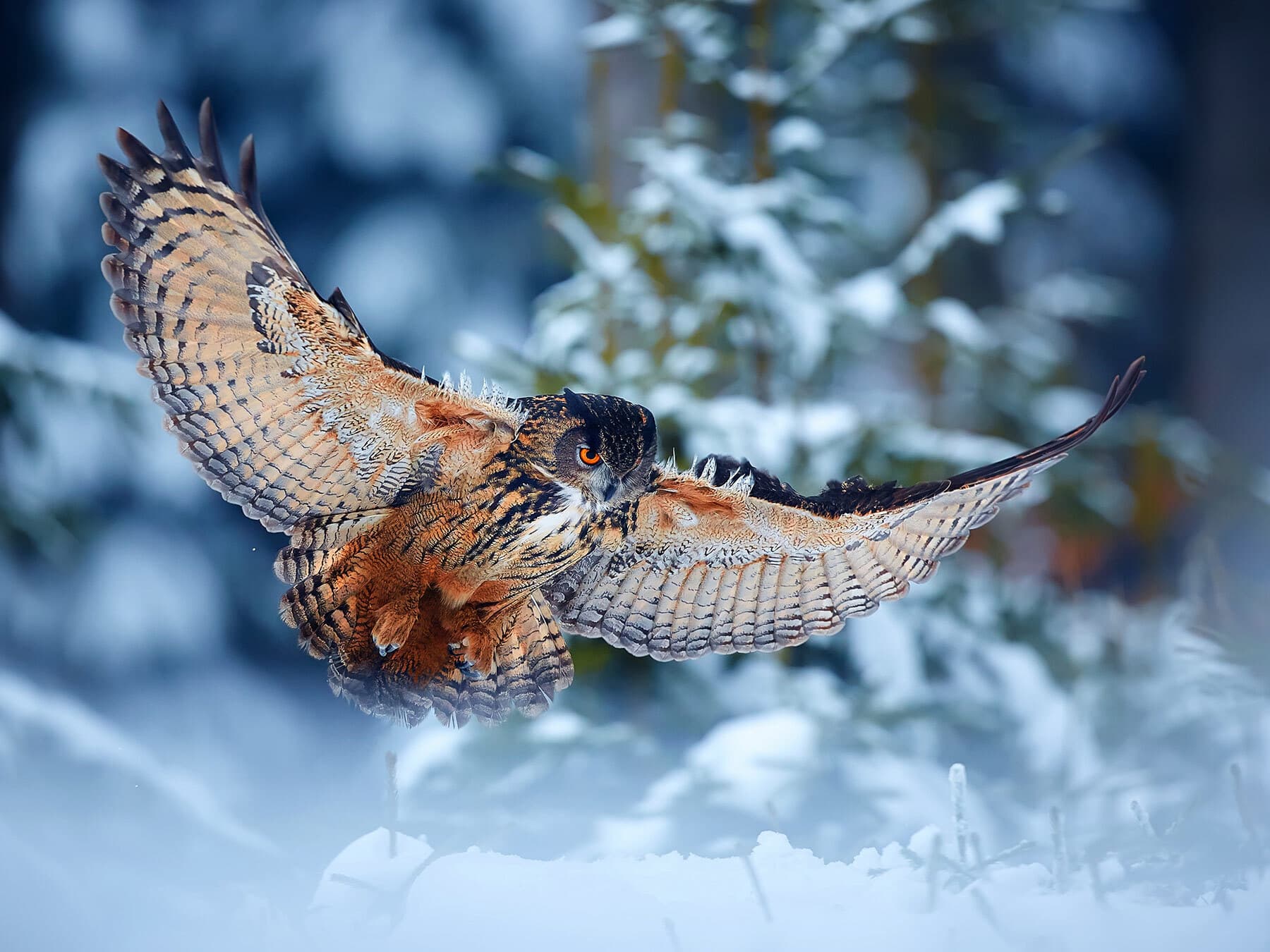 Are Owls Dangerous? (Reasons They Attack + How To Avoid)