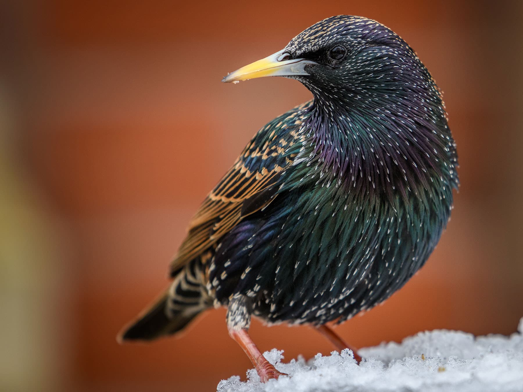 Are European Starlings Invasive? What the Evidence Says