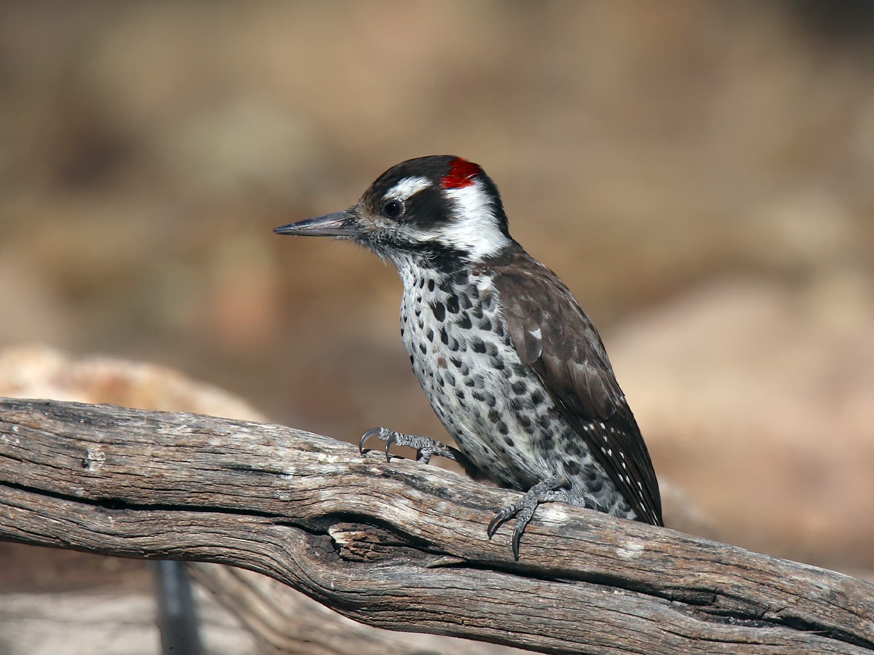 Arizona Woodpecker