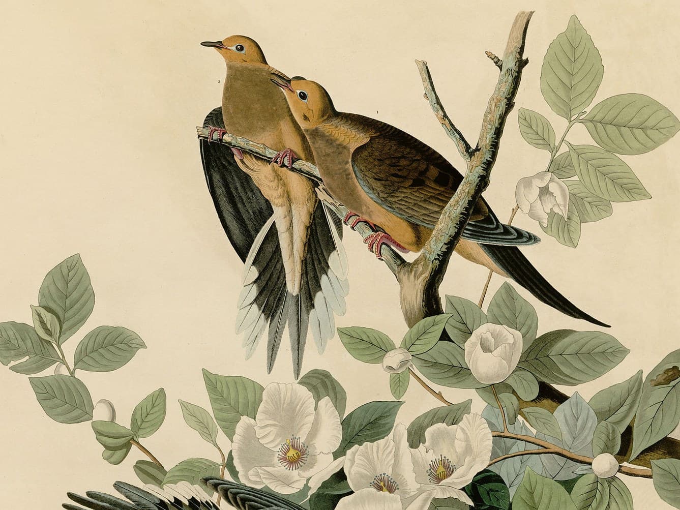 Detail of Audubon's painted plate: two Mourning Doves side by side on a branch among white stewartia flowers