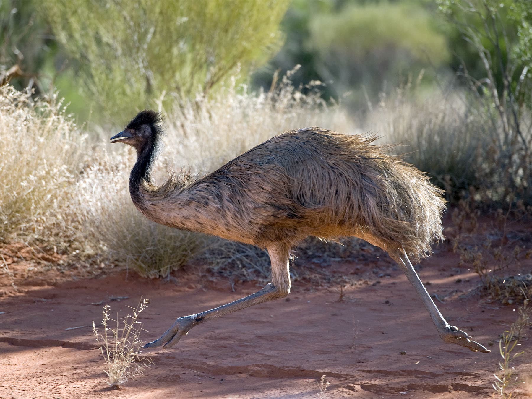 Australian emu running