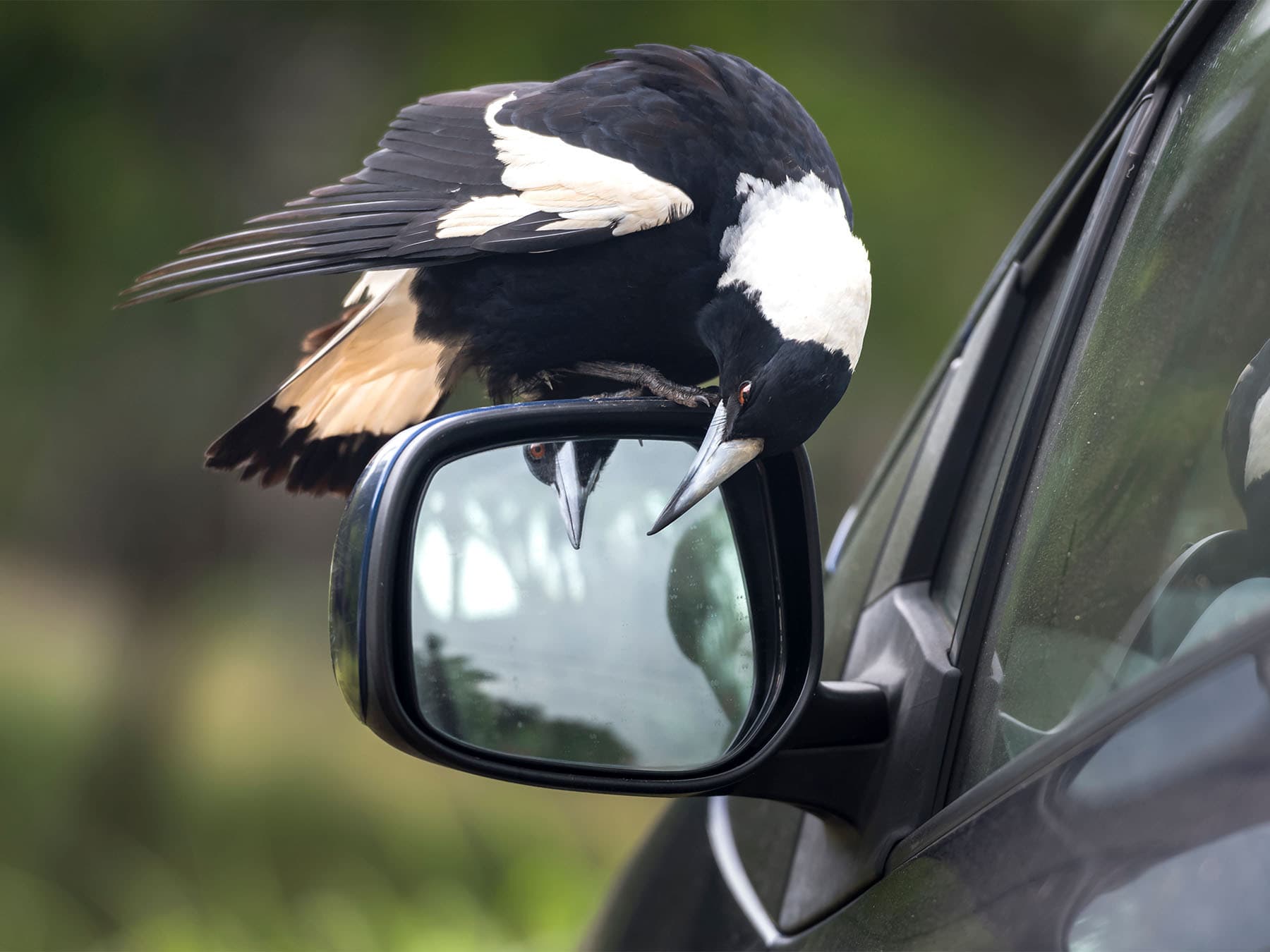 Australian magpie looking at itself in car mirror
