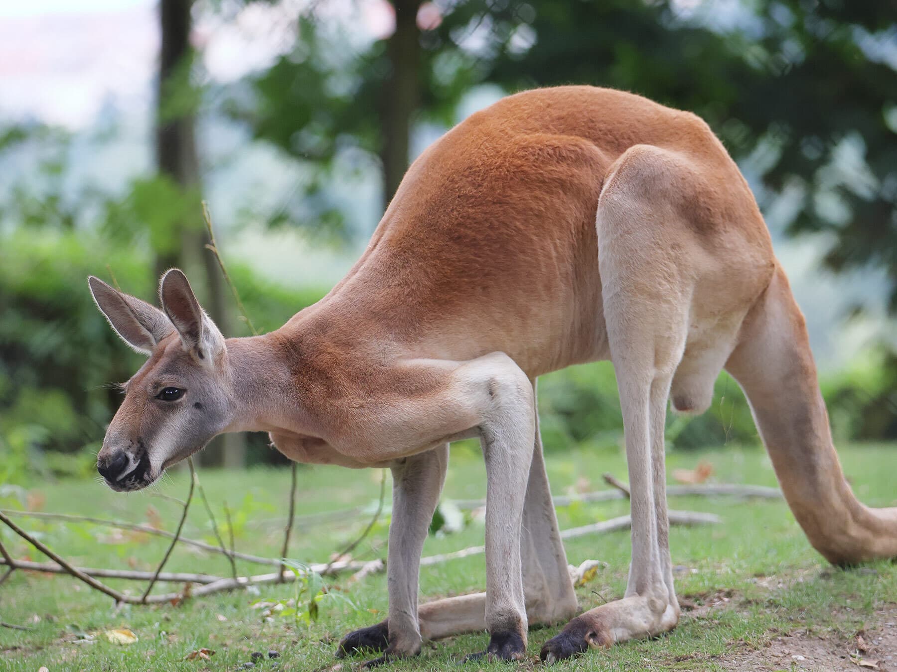 Australias national animal