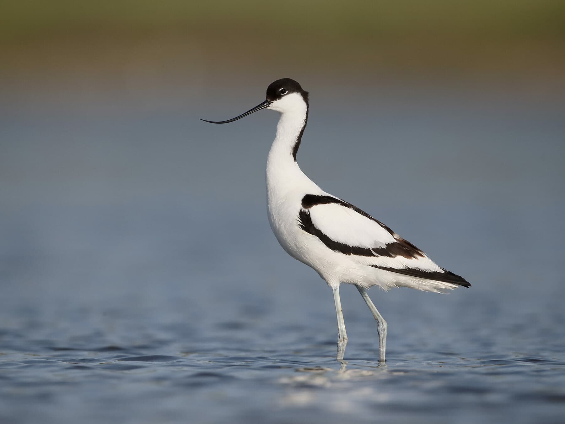 Stilts & Avocets