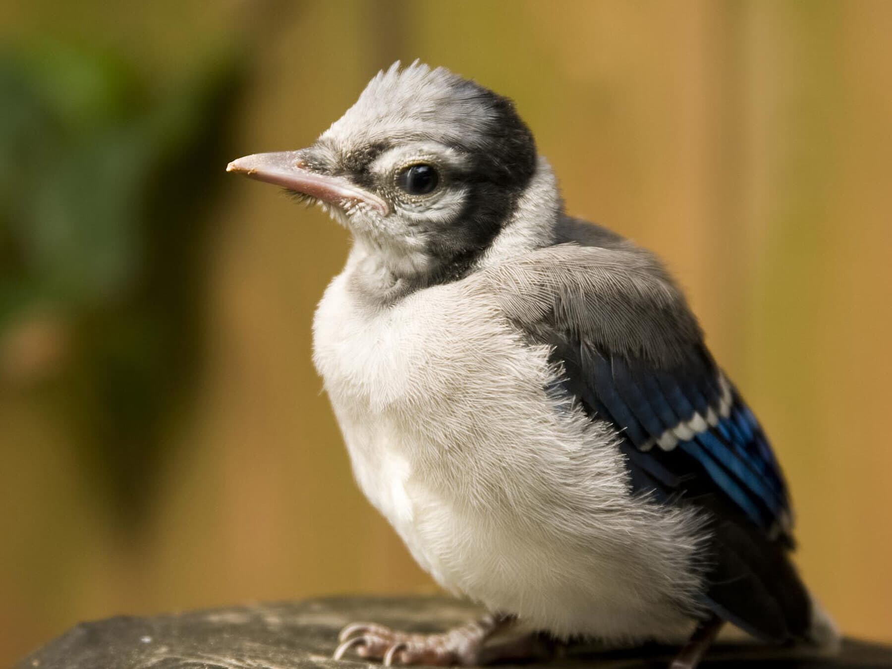 Bably blue jay close up