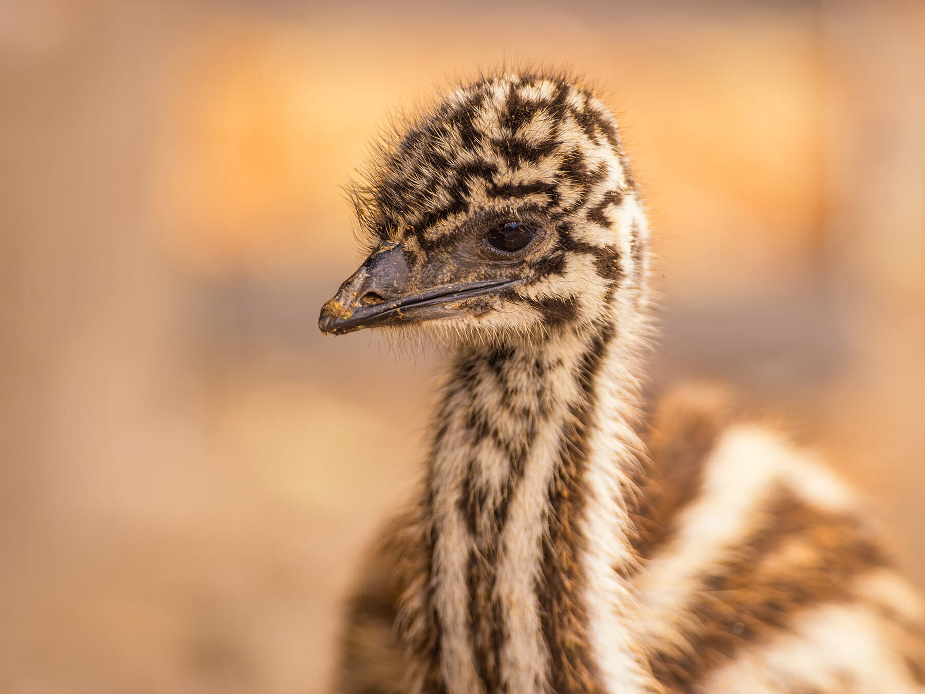 Baby emus