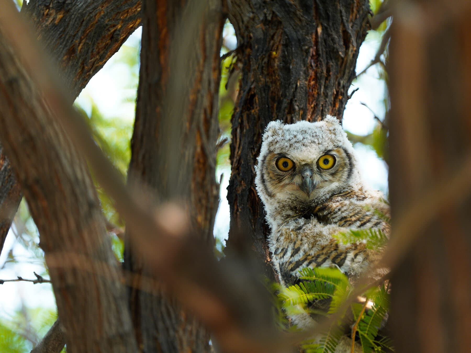 Baby great horned owl