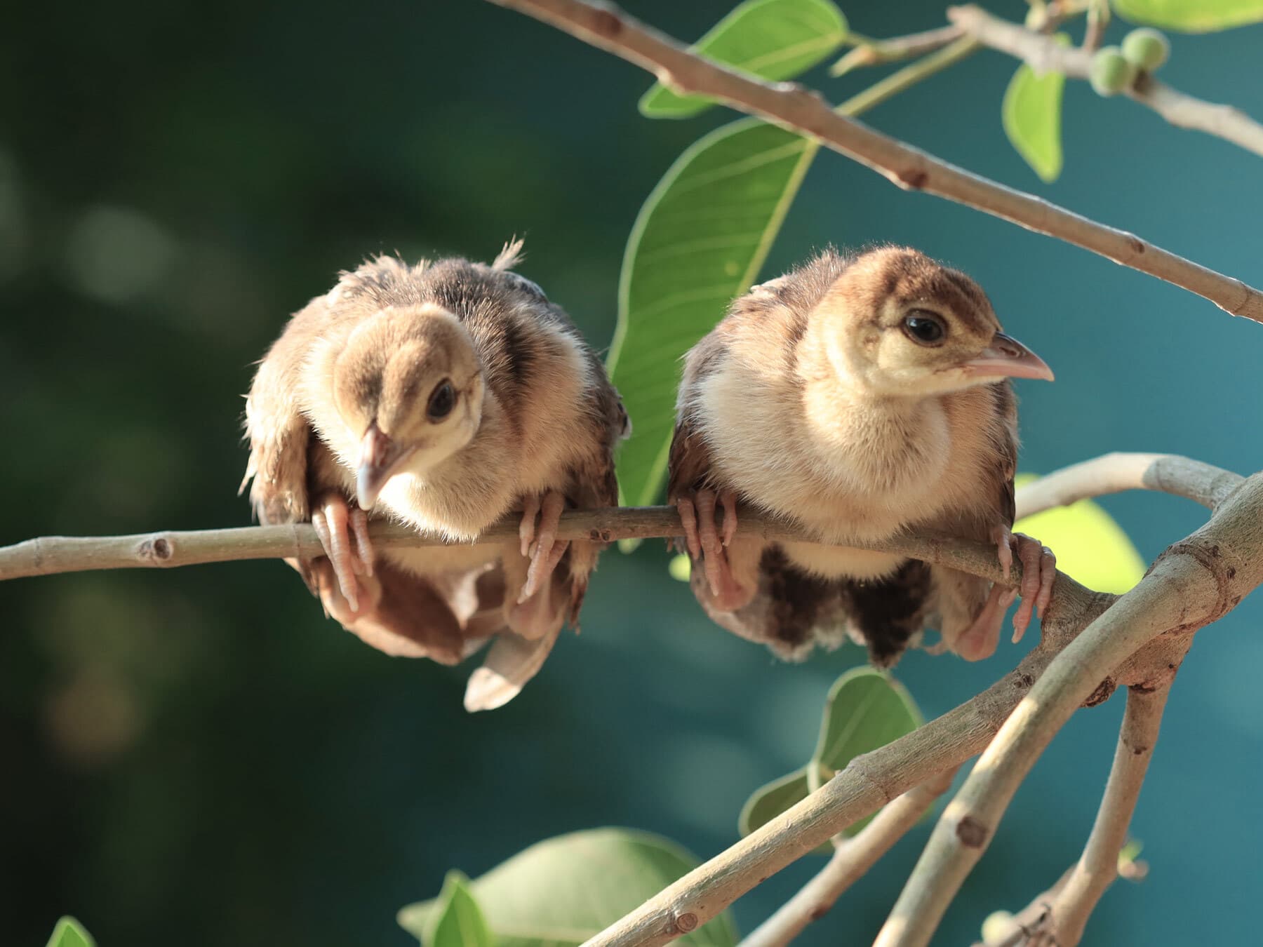 Baby Peacocks: All You Need To Know (with Pictures)