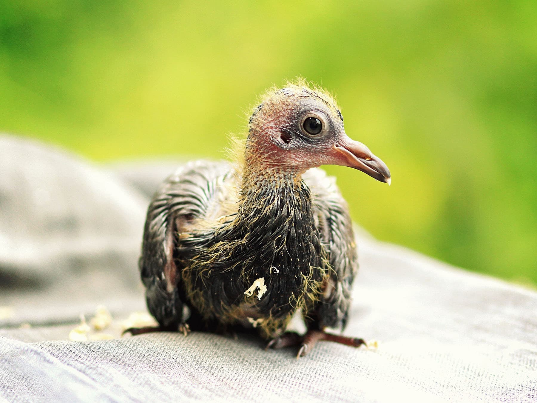 Baby pigeon squab