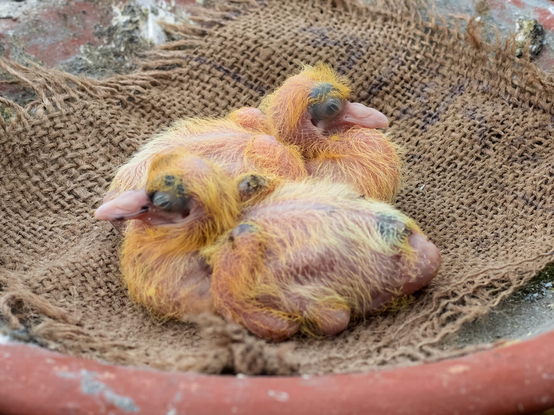 Baby pigeons 1