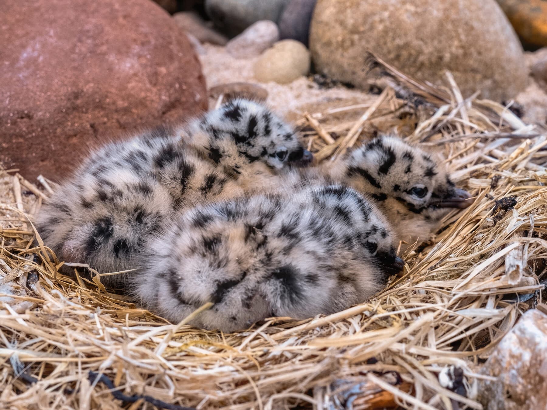 Baby seagulls in nest