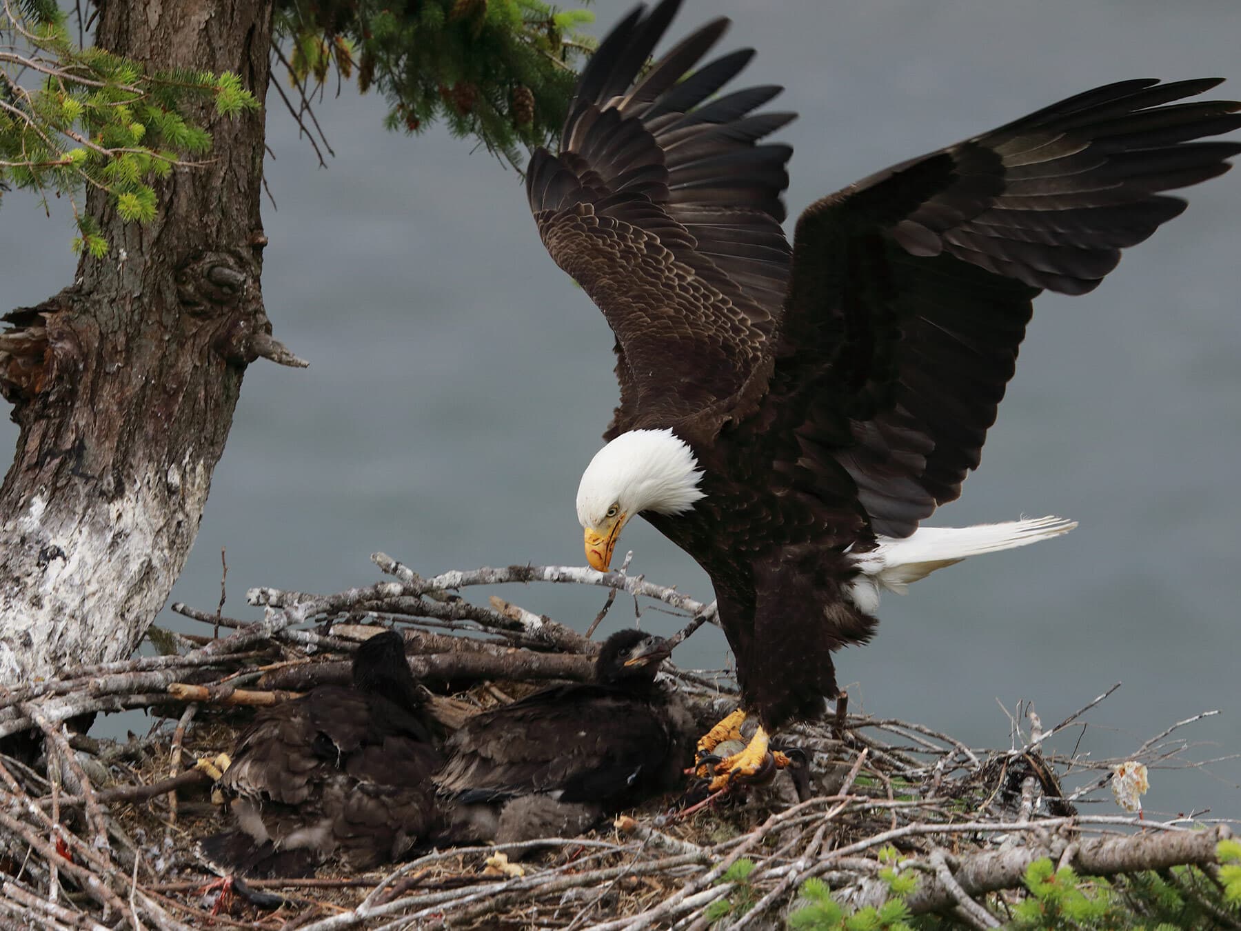 Bald eagle chicks