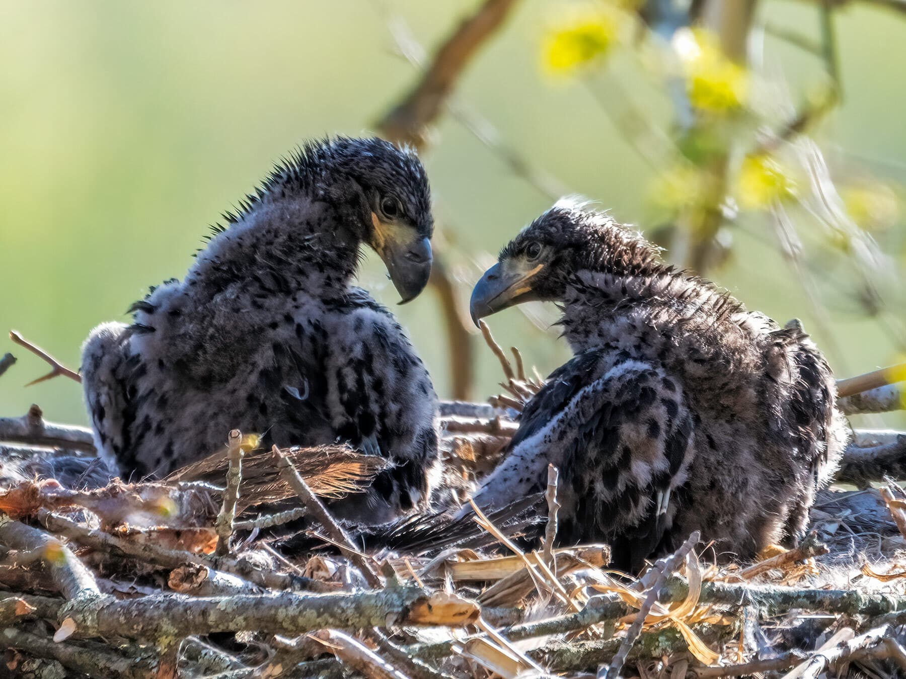 Bald eagle chicks