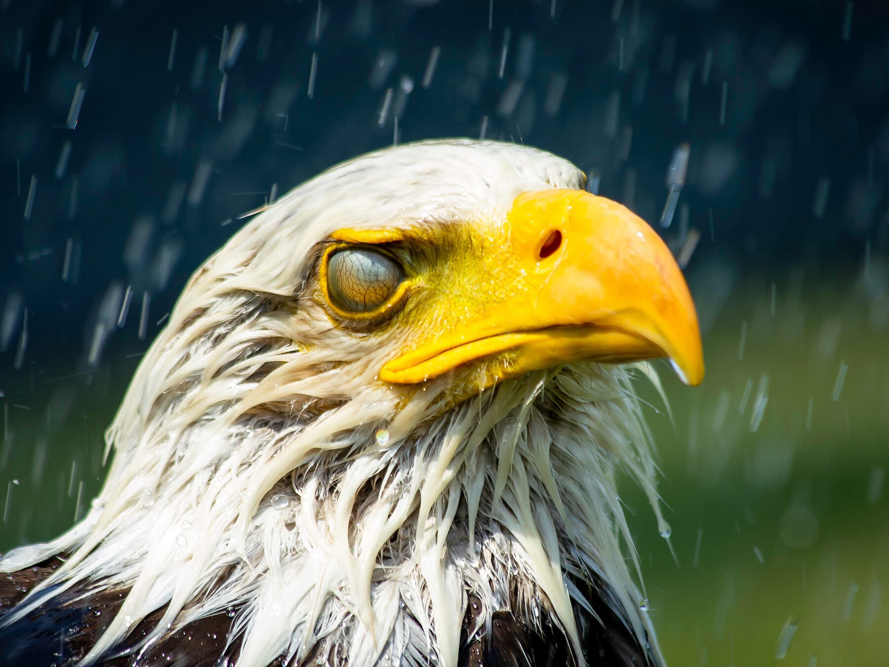 Bald eagle eyelid