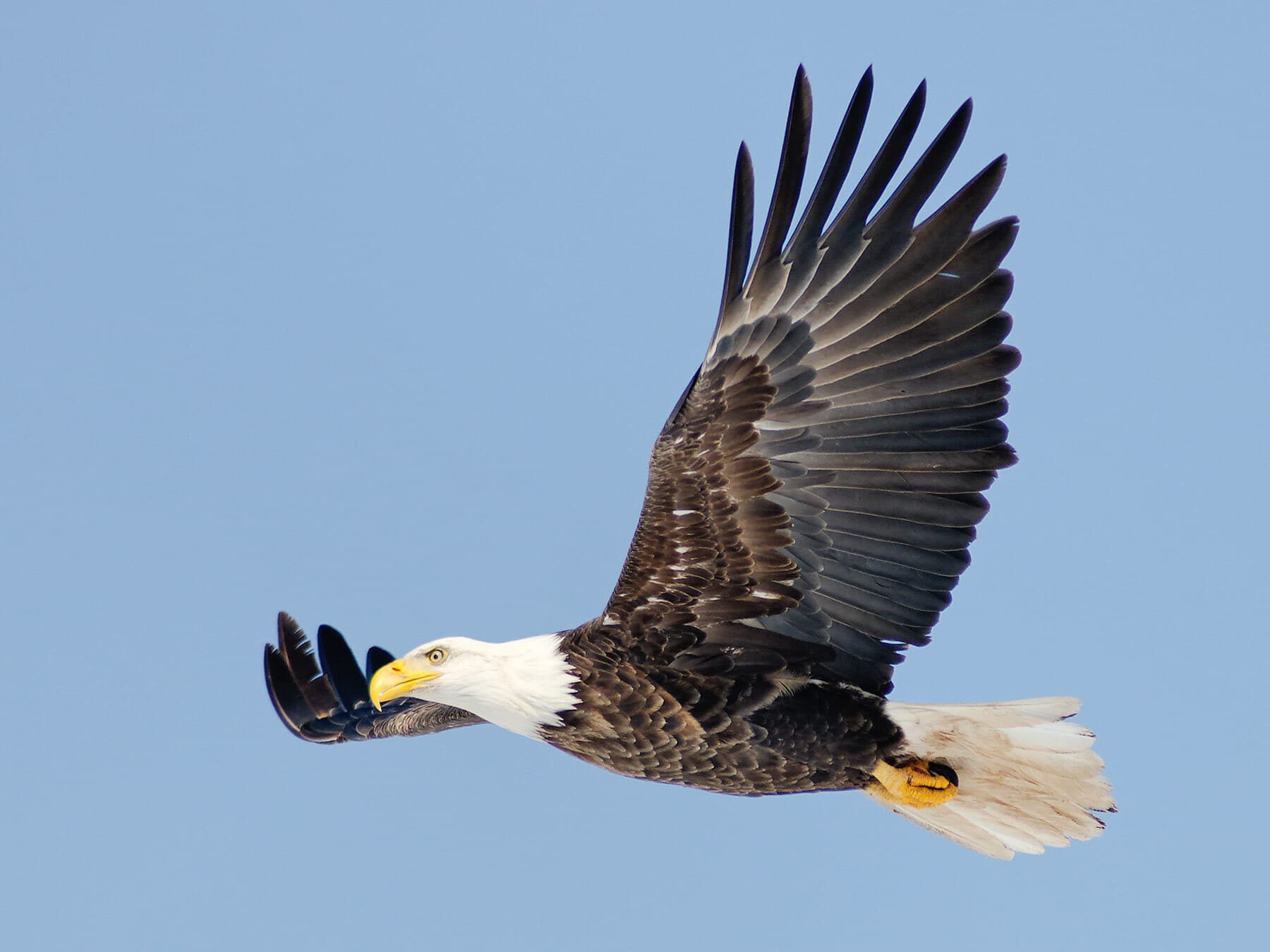 Bald eagle hunting