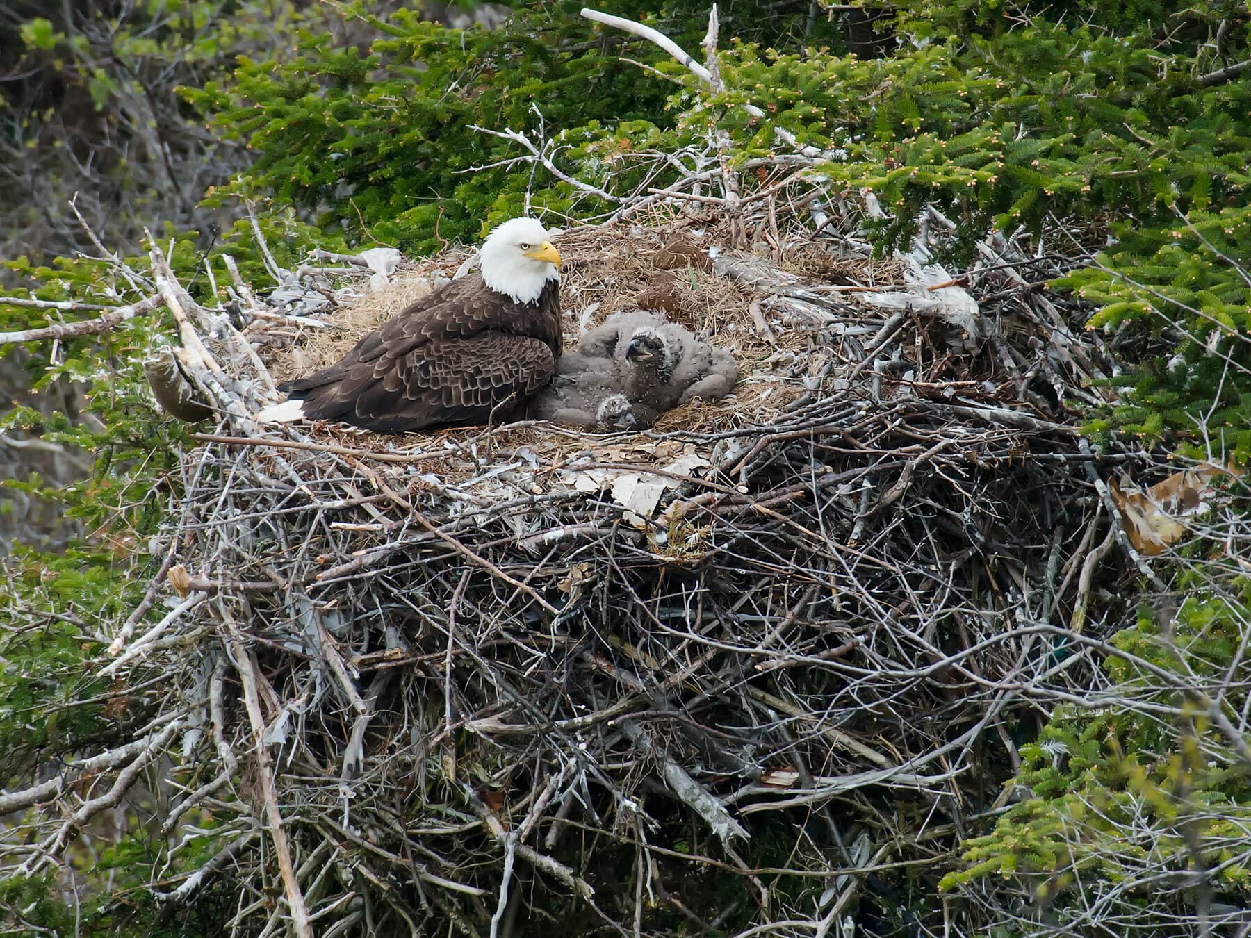 Bald eagle nest