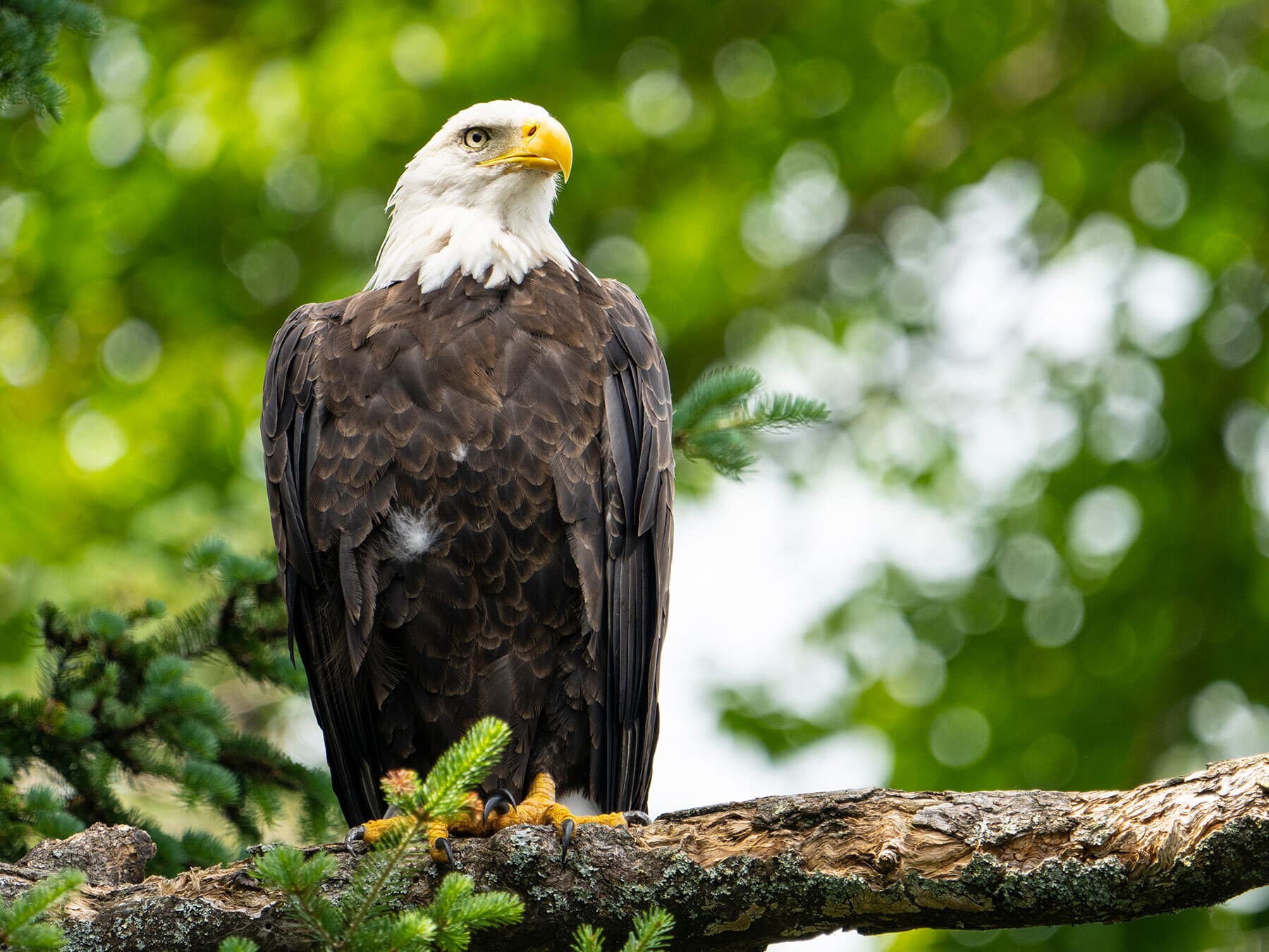 Bald eagle perched in tree